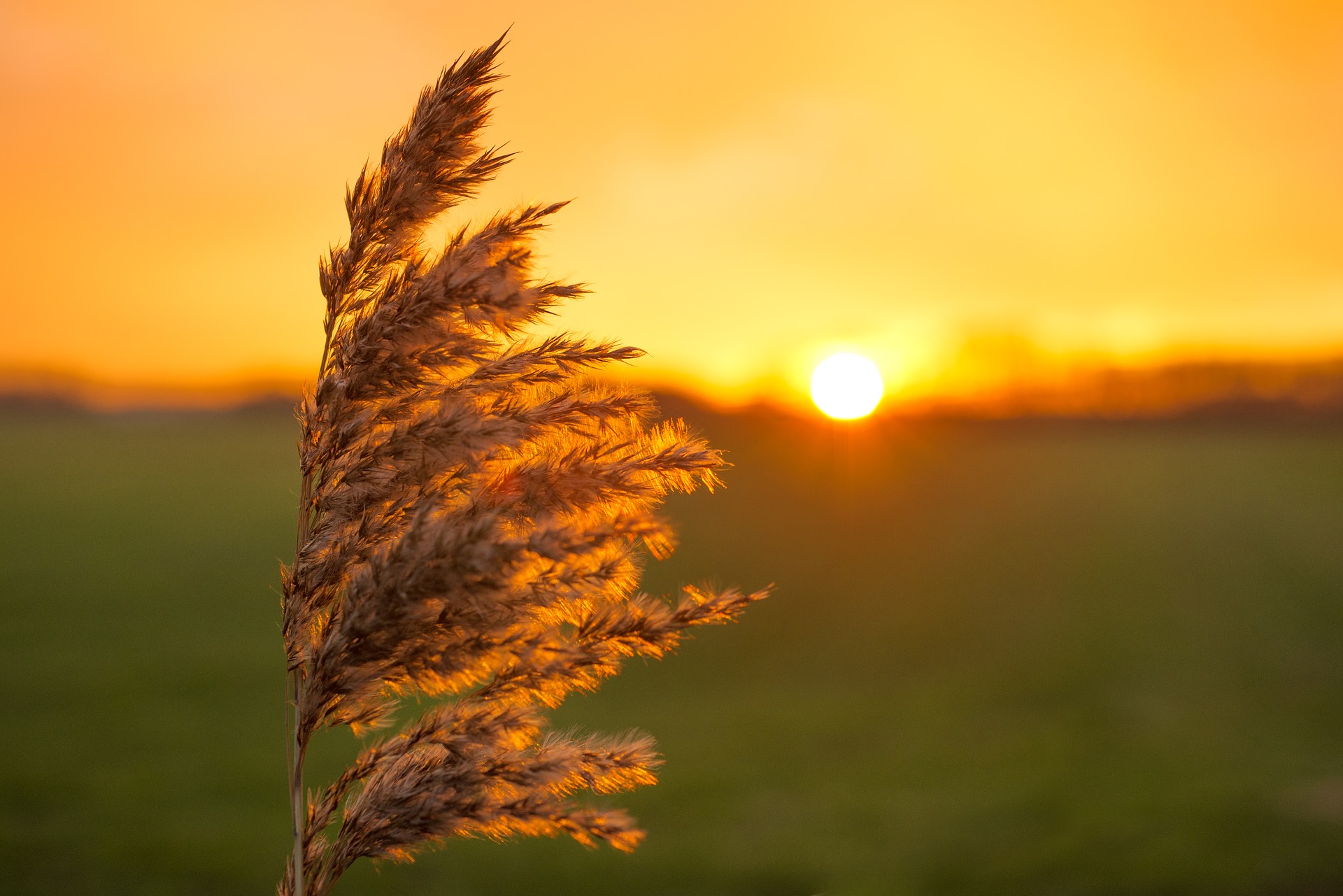 Korn i solnedgang