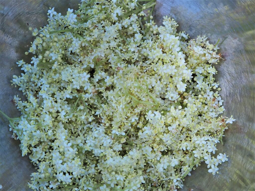 Hyldeblomster