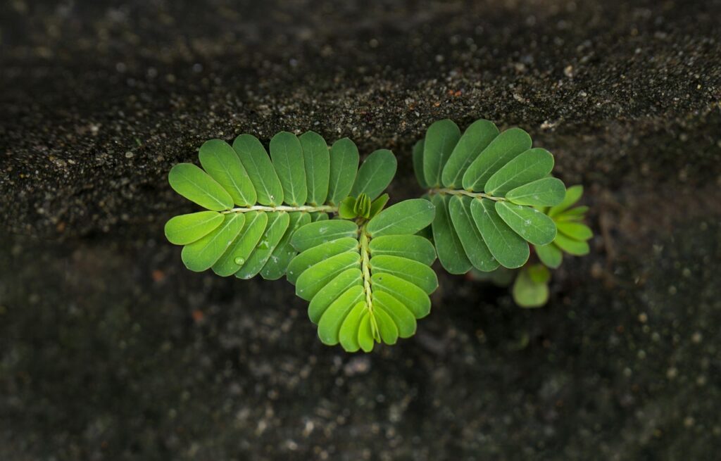 Plant et træ
